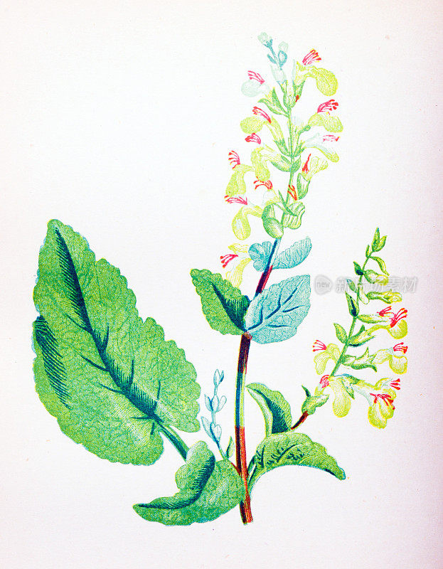 古董植物学插图的野花:木鼠尾草，Teucrium Scorodonia